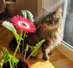 Lost Female Cat last seen High Meadow Drive & South Road, Deerfield, NH, Deerfield, NH 03037
