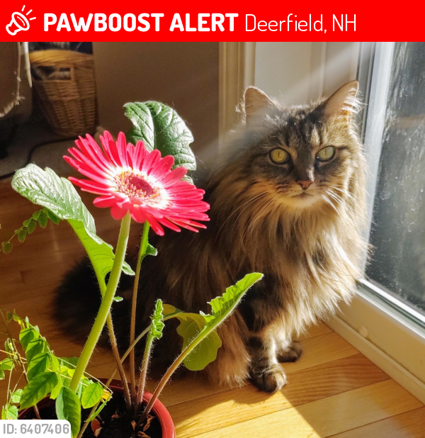 Lost Female Cat last seen High Meadow Drive & South Road, Deerfield, NH, Deerfield, NH 03037
