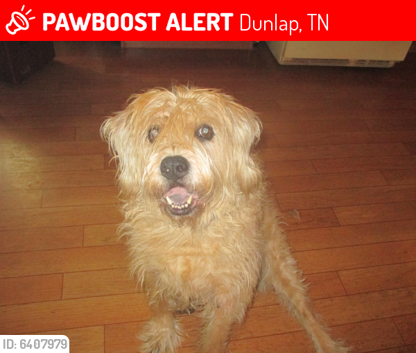 Lost Male Dog last seen Highway 111  and Highway 127  Sequatchie County, Tennessee, Dunlap, TN 37327