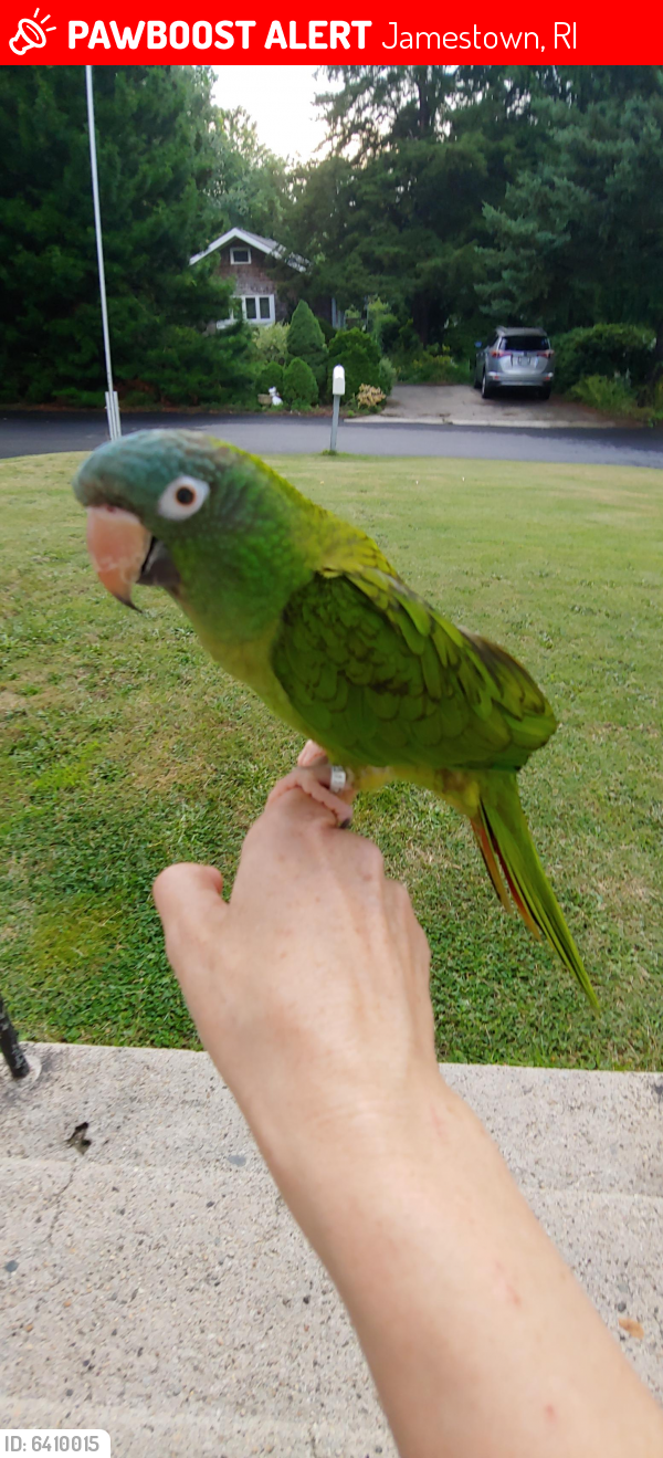 Lost Male Bird last seen Near overpass Jamestown RI, Jamestown, RI 02835