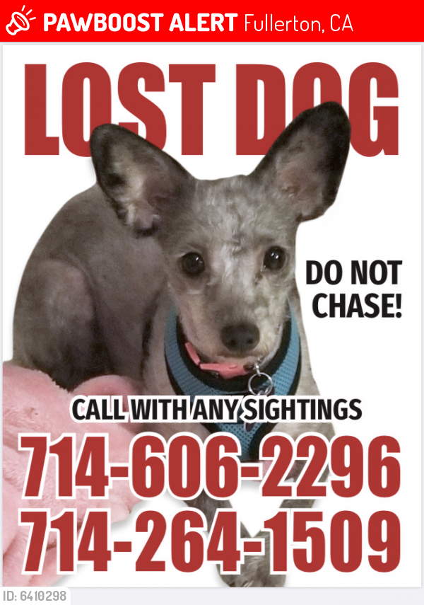 Lost Female Dog last seen Euclid/Malvern, Fullerton, CA 92833
