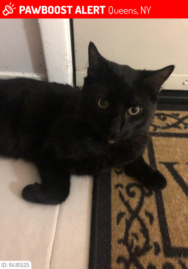 Lost Male Cat in Queens, NY 11416 Named Smokey (ID 6410525) PawBoost