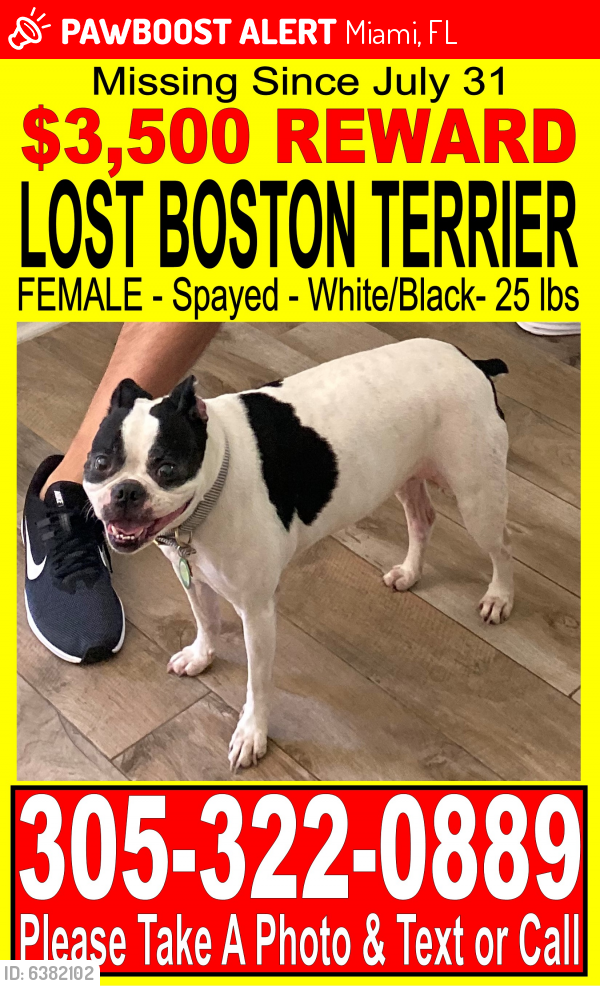 Lost Female Dog last seen Near Matheson Avenue, Miami, FL 33133
