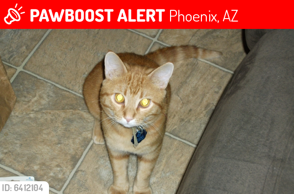 Lost Male Cat last seen My apartment at 19th Avenue and Thunderbird, Phoenix, AZ 85023