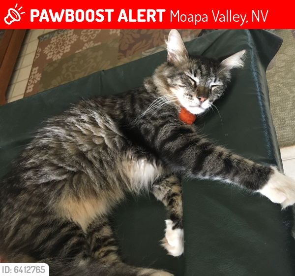 Lost Male Cat last seen Skyline and Whipple, Moapa Valley, NV 89021