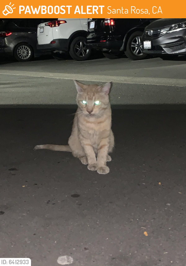 Found/Stray Unknown Cat last seen Yulupa Ave, Santa Rosa, CA 95405