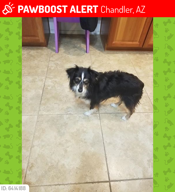 Lost Female Dog last seen Chandler Heights and Lindsay Rd, Chandler, AZ 85249