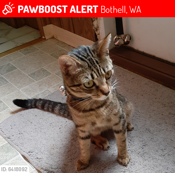 Lost Female Cat last seen Bothell-Everett hwy and 194th St SE , Bothell, WA 98021