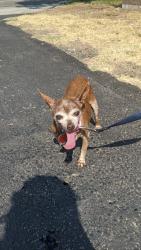 Reunited Female Dog last seen Lincoln Ave, El Cajon, CA 92020