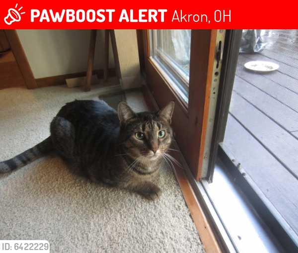 Lost Female Cat last seen Crown Point, N Revere Rd & Ira, Akron, OH 44333