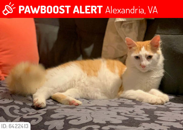 Lost Male Cat last seen Brookside Drive and Little River Turnpike, Alexandria, VA 22312