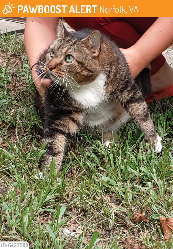 Found/Stray Unknown Cat last seen Maryland Ave & Colonial Ave, Norfolk, VA 23508