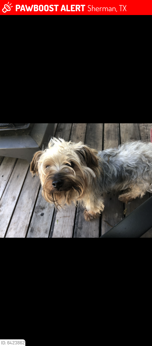 Lost Male Dog last seen Near Smith Oak rd, Sherman, TX 75090