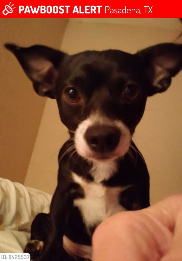 Lost Male Dog last seen Red bluff Rd @ red pines apartments near the feeder, Pasadena, TX 77503