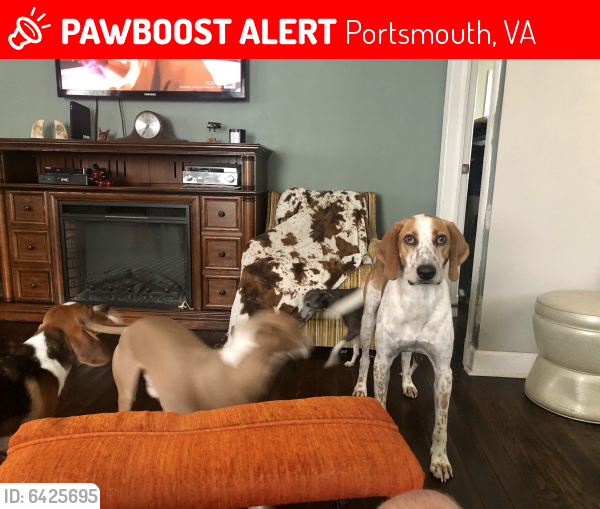 Lost Male Dog last seen Near Stanley rd , Portsmouth, VA 23701