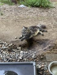 Lost Male Cat last seen Stark Road Cemetary, Conway, NH 03813