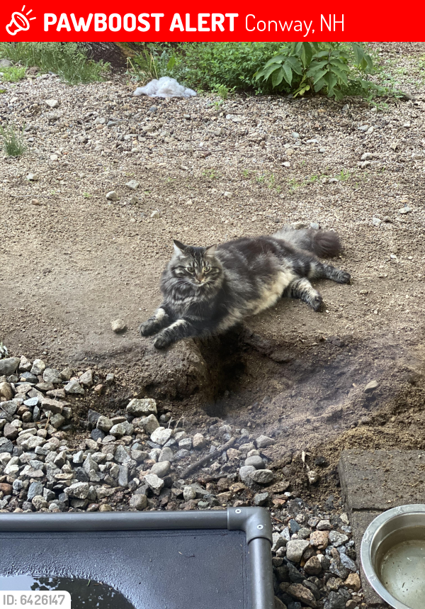Lost Male Cat last seen Stark Road Cemetary, Conway, NH 03813