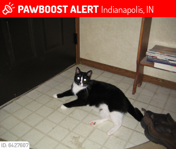 Lost Male Cat last seen 38th street and north german church road, Indianapolis, IN 46235