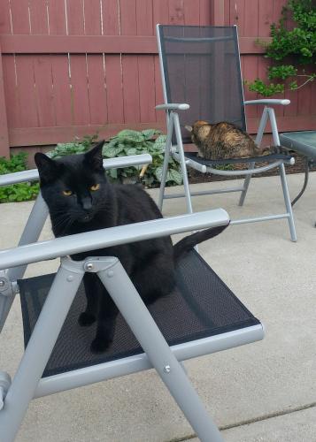 Lost Male Cat last seen Lakeforest Dr., Strongsville, OH 44136