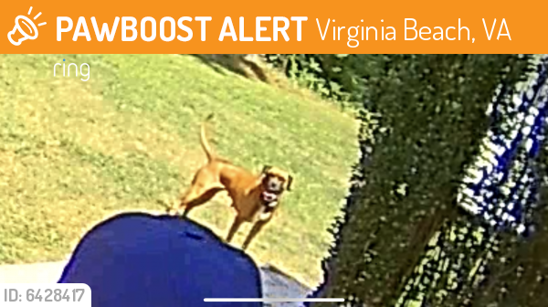 Found/Stray Female Dog last seen Pissarro , Virginia Beach, VA 23456