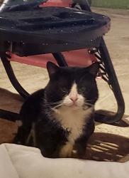 Lost Male Cat last seen Chamblin Ridge near Columbia Middle School, Grovetown, GA 30813