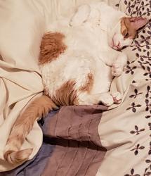 Lost Male Cat last seen Bayfield Dr & Elk Mound Dr, Frisco, TX 75034