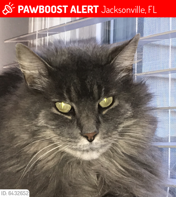 Lost Male Cat last seen Kelvyn Grove Place/Beacon Hills, Jacksonville, FL 32225