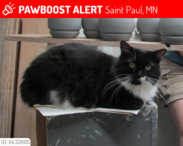 Lost Female Cat last seen Milton St. and Linwood Ave., St. Paul, MN 55105, Saint Paul, MN 55105