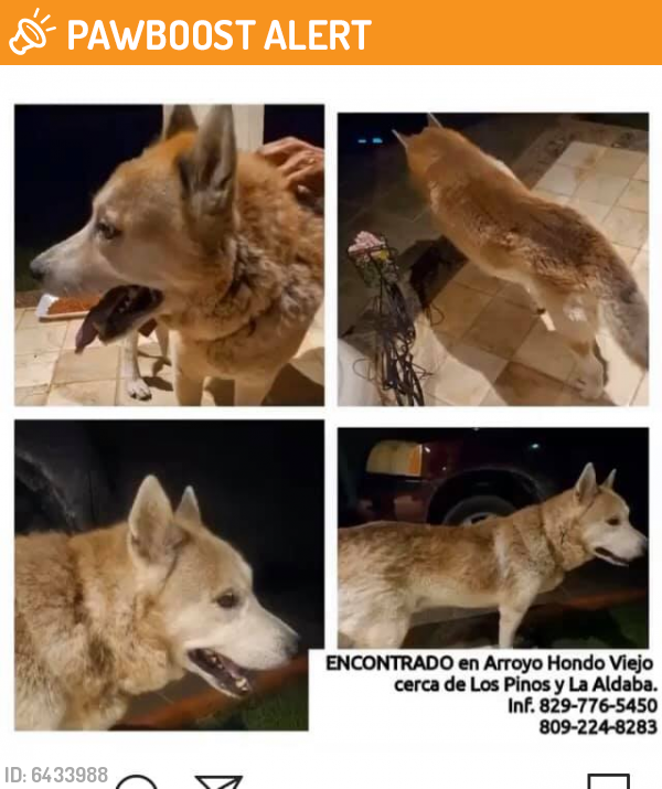 Found/Stray Male Dog last seen Cerca de los Pinos y La Aldaba, Santo Domingo, Distrito Nacional 