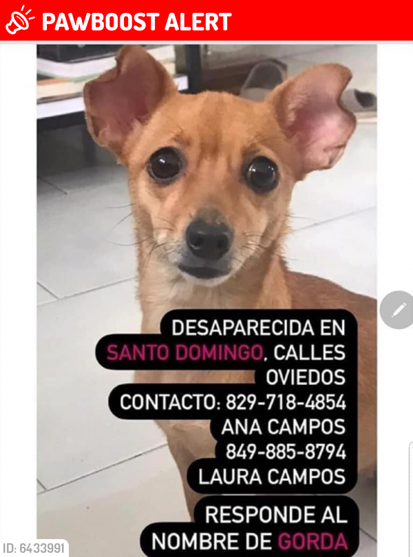 Lost Female Dog last seen Calle Oviedo, Santo Domingo, Santo Domingo, Distrito Nacional 