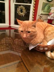 Lost Male Cat last seen Leidys Church, Souderton, PA 18964