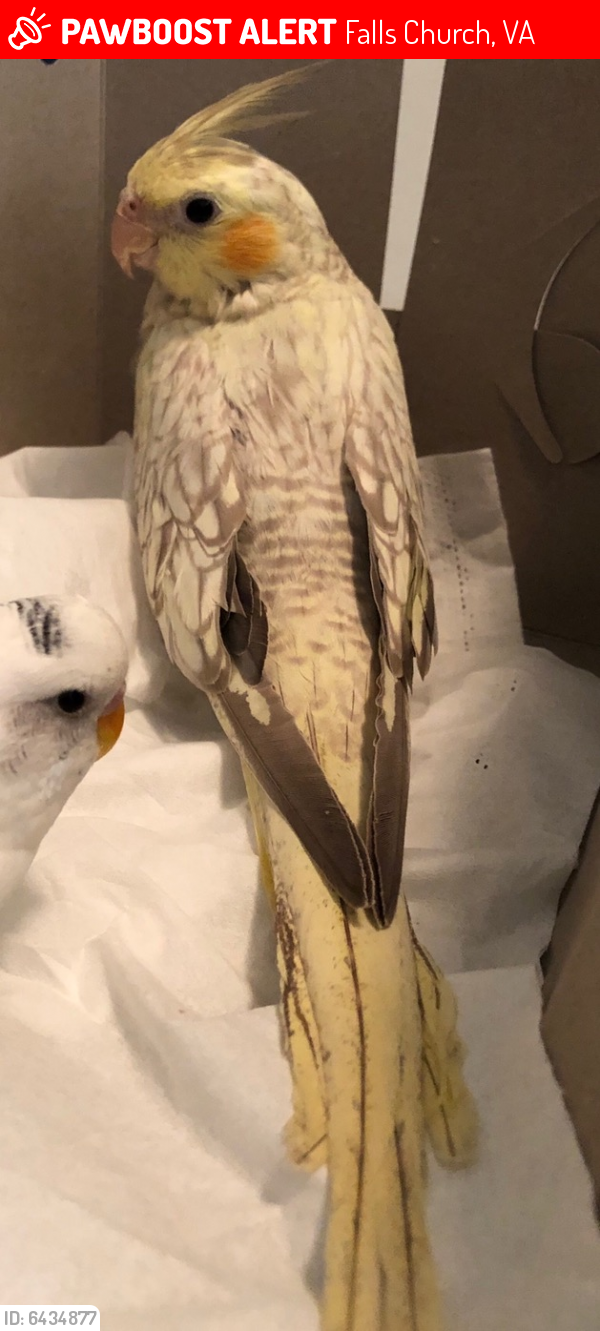 Lost Male Bird last seen Near Ellison st, Falls Church, VA 22046