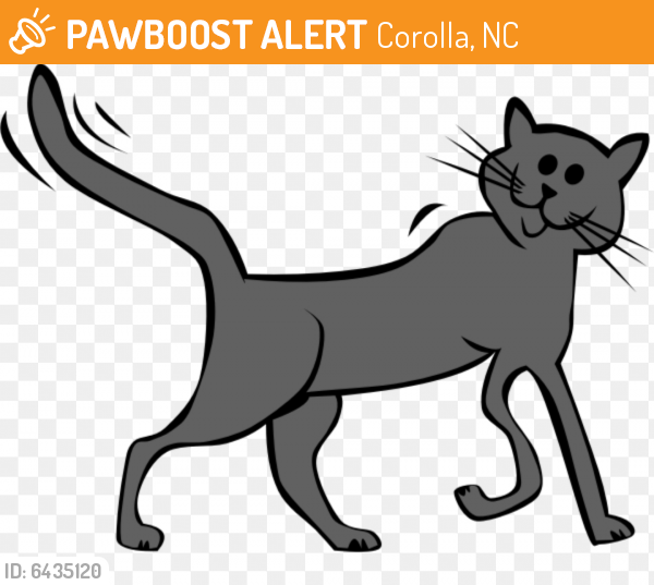 Found/Stray Unknown Cat last seen Cotton Gin/Sweet Cups Shopping Center, Corolla, NC 27927