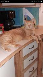 Lost Male Cat last seen East Lake Landings , Hudson, FL 34667