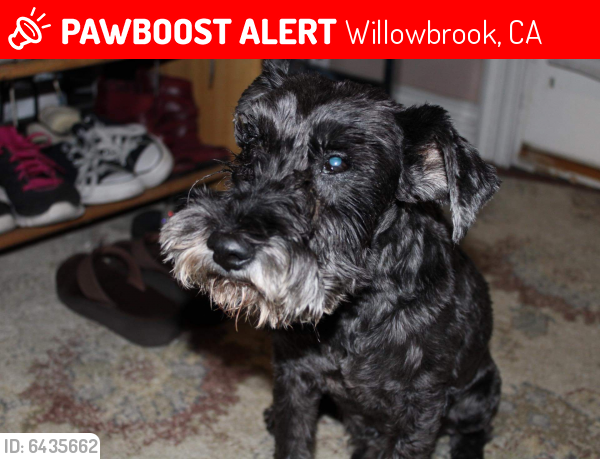 Lost Male Dog last seen Segundo,Wilmington, central, Rosecrans, Willowbrook, CA 90222
