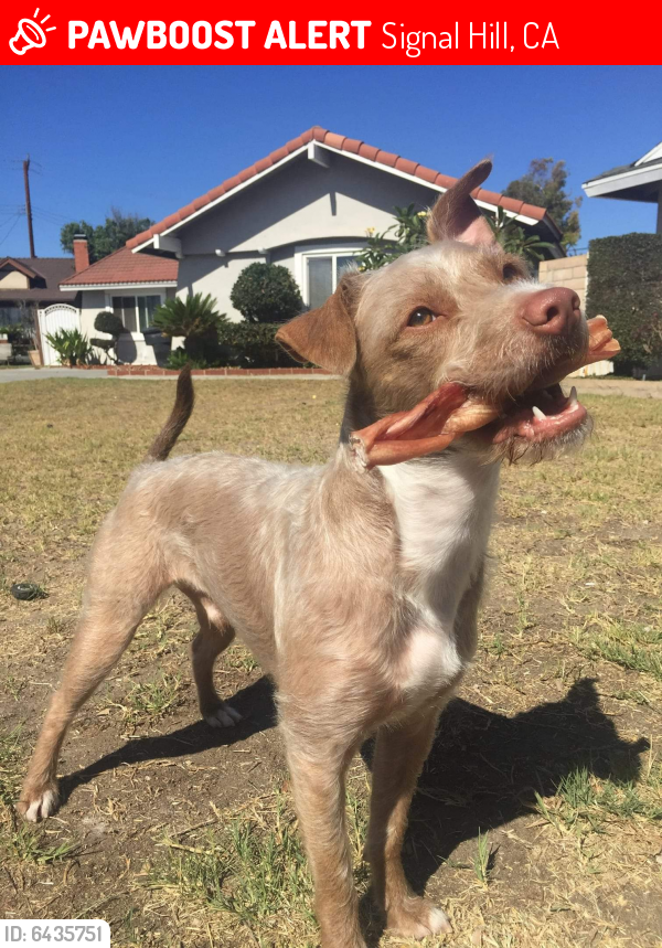 Lost Male Dog last seen Cherry Ave and Willow Street, Signal Hill, CA 90755