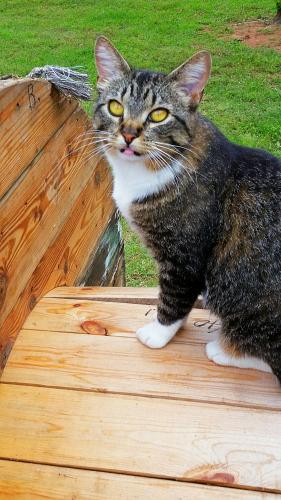 Lost Female Cat last seen NE 63RD COLTRANE, Oklahoma City, OK 73121
