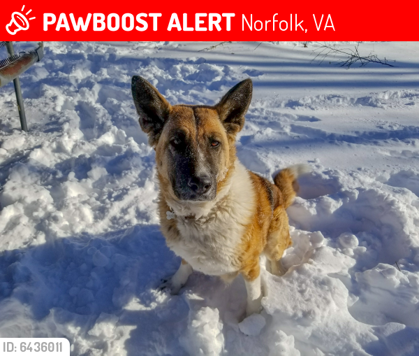 Lost Female Dog last seen Collect and 38th, Norfolk, VA 23508