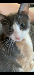 Lost Female Cat last seen Dogwood Ave. Marigold or Western in Gardendale Tx, Gardendale, TX 79758