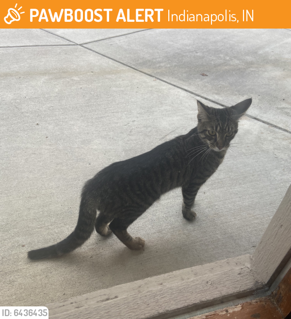Indianapolis, IN Stray Female Cat Found Near Bristol Square Apartments ...