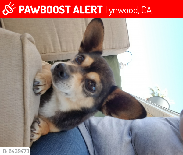 Lost Male Dog last seen Clark St and Wright Rd , Lynwood, CA 90262