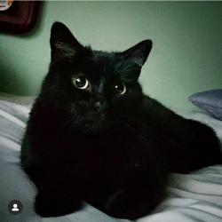 Lost Female Cat last seen Highway 280 at Canada rd, Redwood City, CA 94062