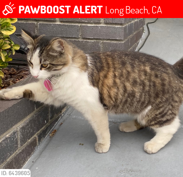 Lost Female Cat last seen Santa Fe and wardlow , Long Beach, CA 90810