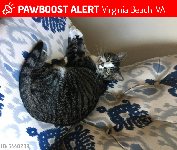 Lost Female Cat last seen Marisol Neighborhood, Virginia Beach, VA 23451