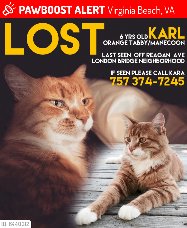 Lost Female Cat last seen Reagan Ave & Wayman Lane, behind the Renaissance Place shopping center., Virginia Beach, VA 23454
