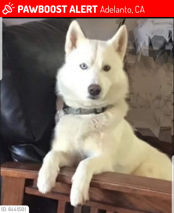 Lost Male Dog last seen Emma and jonathan, Adelanto, CA 92301