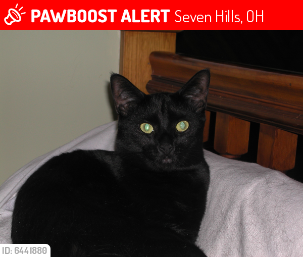 Lost Male Cat last seen Evelyn Ave, Pleasant Valley Rd., Seven Hills, OH 44131