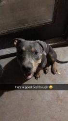 Reunited Male Dog last seen 42nd st and southern, Phoenix, AZ 85042