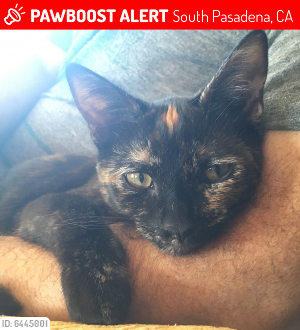 Lost Female Cat last seen Hanscom Drive and Illinois, South Pasadena, CA 91030