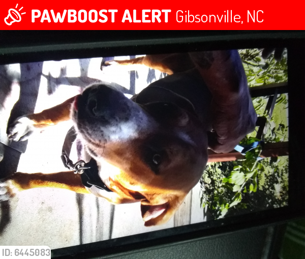 Lost Male Dog last seen bridge house road, Gibsonville, NC 27249